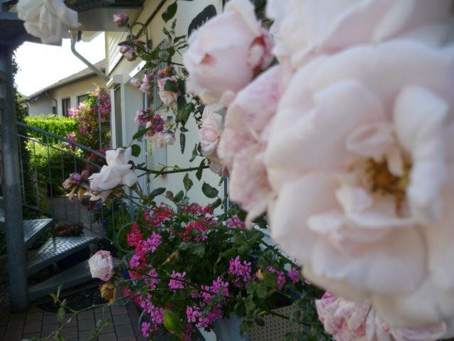 Gastehaus Rosengarten Im Nahetal Kirn Buitenkant foto